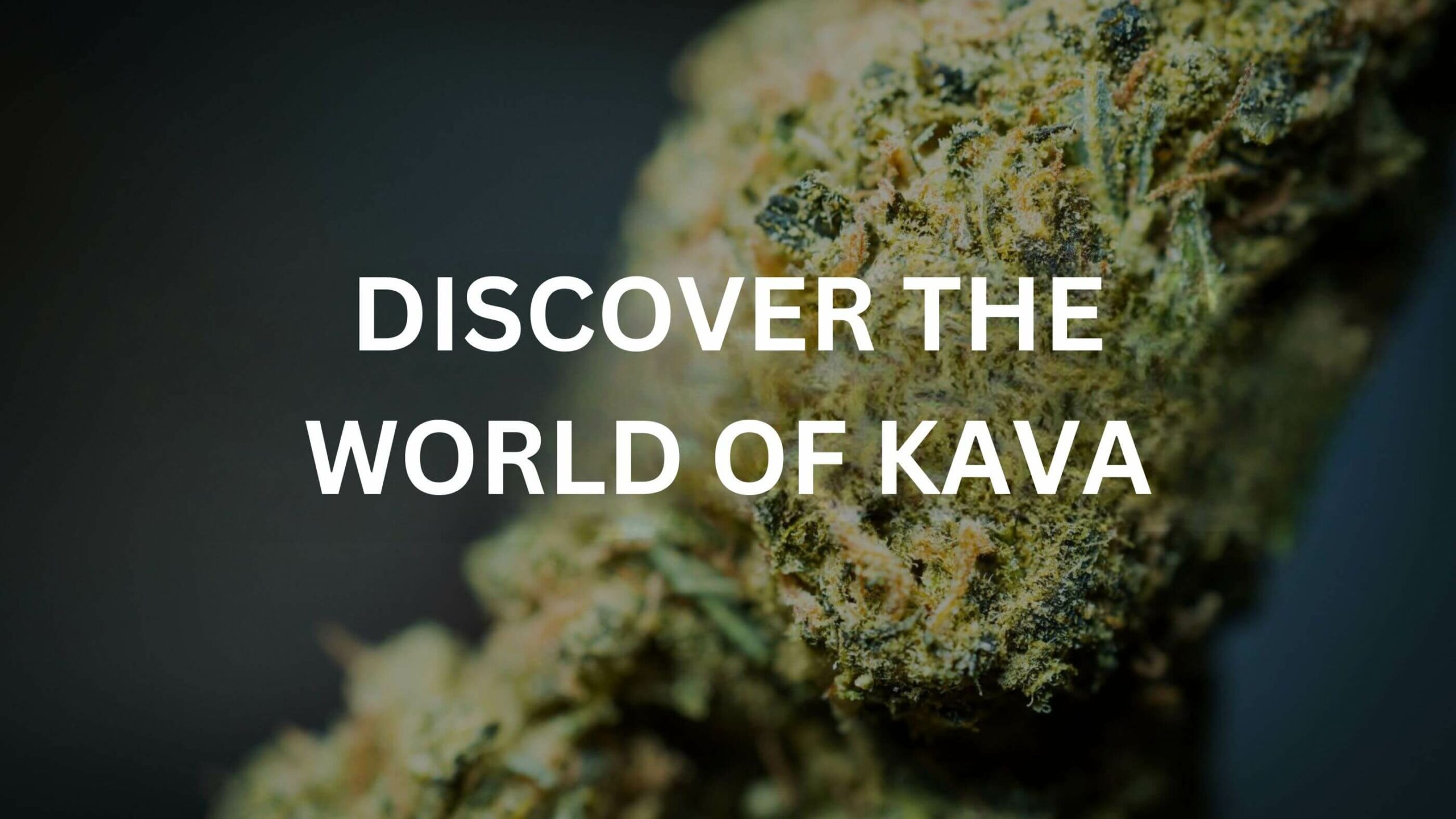 Discover The World Of Kava 1 What Is Kava