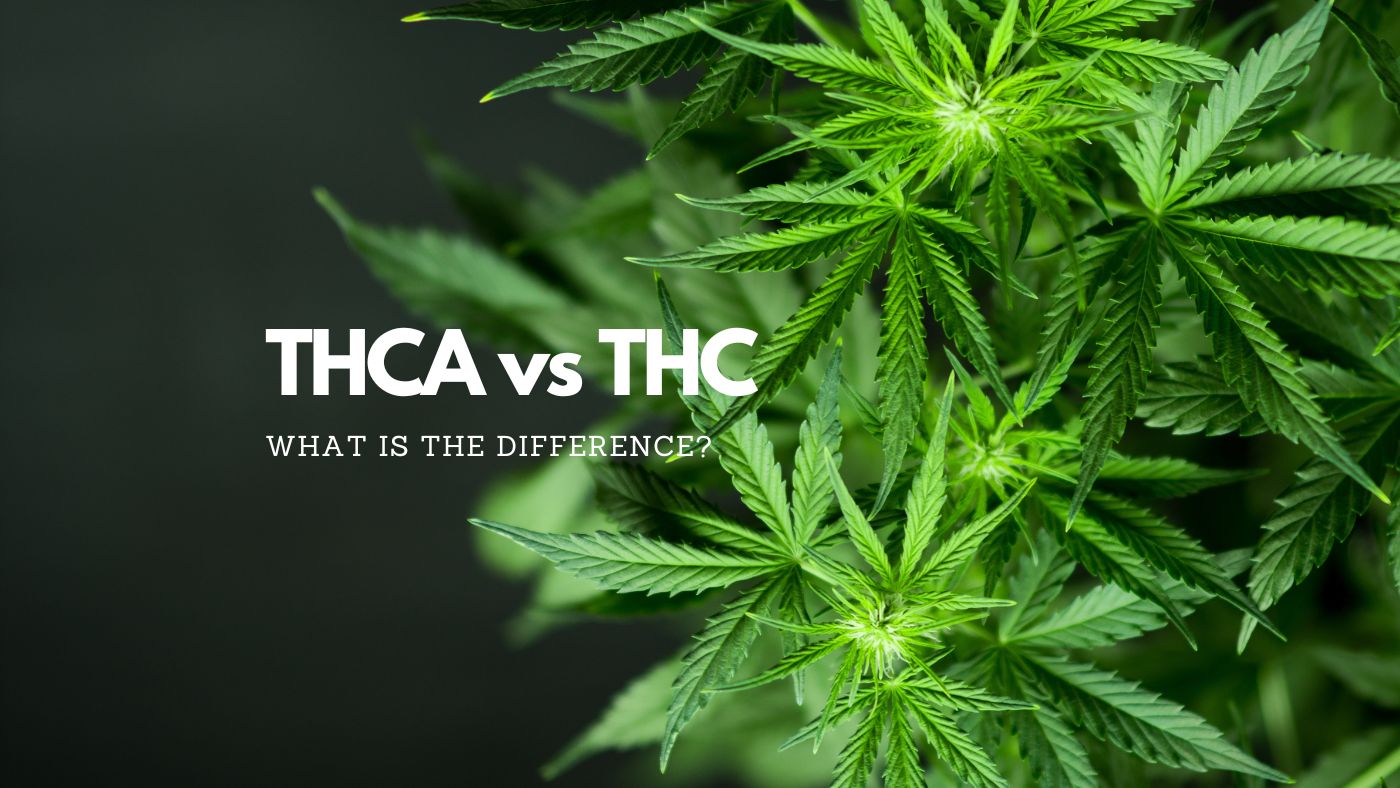 Thca Vs Thc: Discover The True Difference Between These 2 Cannabis Cannabinoids 6 Thca Vs Thc Differences