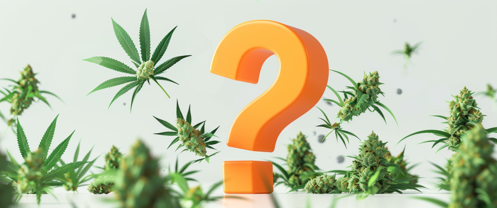 Delta 8 Faqs: Here Are All The Things You Need To Know 3 Delta 8 Faqs
