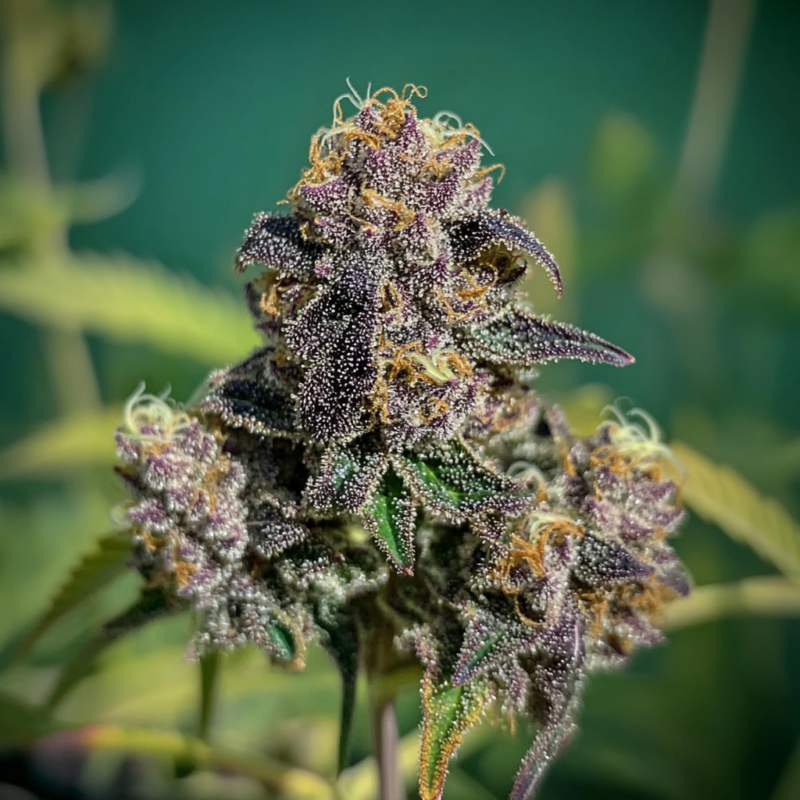 Bruce Banner Strain 14 Bruce Banner Strain